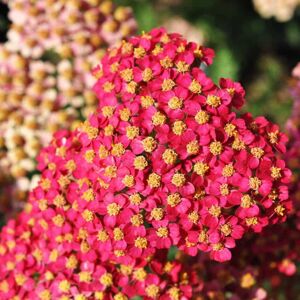 Achillea millefolium 'Summerwine' ---